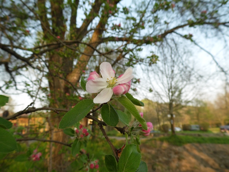 Malus sylvatica